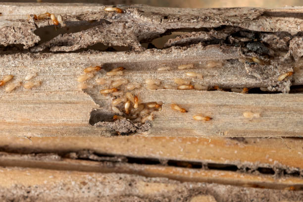 Best Ant Control Services  in Highland, CA