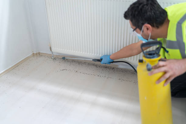 Wasp Removal Services in Highland, CA