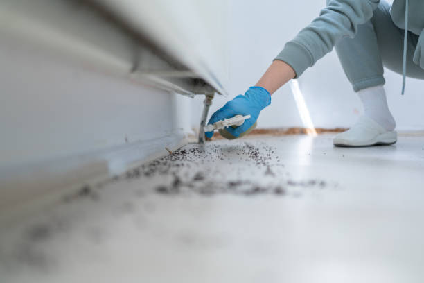 Best Pest Control Near Me in Highland, CA